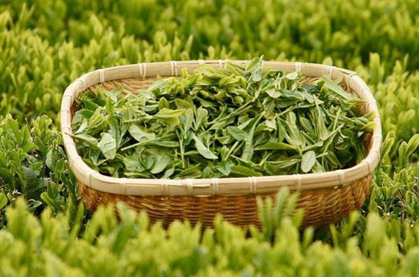想做評茶師？那你應(yīng)該來石家莊聞達職業(yè)技能培訓(xùn)學(xué)校學(xué)學(xué)了